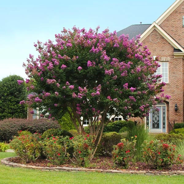 Twilight Crape Myrtle Tree 3 Twilight Crape Myrtle Tree