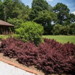 Crimson Fire™ Loropetalum -Brighter Blooms Sales Crimson Fire Loropetalum 3