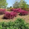Crimson Fire™ Loropetalum -Brighter Blooms Sales Crimson Fire Loropetalum BB 600x600 09021369 0cc8 4b1e 9c09 9995eee149c6