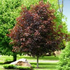 Crimson King Maple Tree -Brighter Blooms Sales Crimson King Maple 2 BB