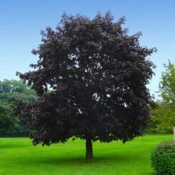 Crimson King Maple Tree -Brighter Blooms Sales Crimson King Maple 3 BB