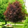 Crimson King Maple Tree -Brighter Blooms Sales Crimson King Maple BB 600x600 b720a113 c2c4 4542 99cb 872db2224c50