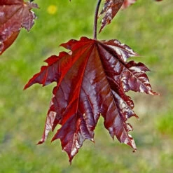Crimson Sentry Norway Maple Tree -Brighter Blooms Sales Crimson Sentry Maple 2 BB