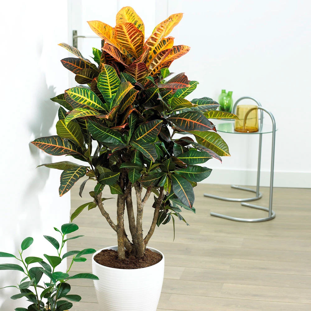 Sunset Hues House Plant Kit 8 Sunset Hues House Plant Kit - Image 6