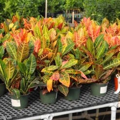 Croton Plant -Brighter Blooms Sales Croton Petra 5