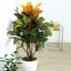 Croton Plant -Brighter Blooms Sales Croton Petra BB 600x600 43e3de93 be7f 42b5 af06 65113a548278