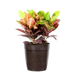Croton Plant -Brighter Blooms Sales Croton Petra Delilah Brown Pot