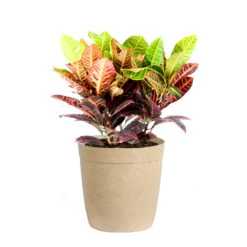Croton Plant -Brighter Blooms Sales Croton Petra Delilah Tan Pot