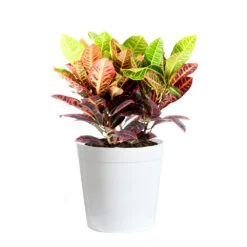 Croton Plant -Brighter Blooms Sales Croton Petra Delilah White Pot
