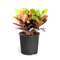 Croton Plant -Brighter Blooms Sales Croton Petra Standard Pot