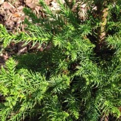 Black Dragon Cryptomeria -Brighter Blooms Sales Cryptomeria Black Dragon 3