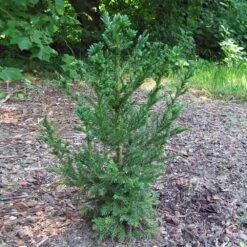 Black Dragon Cryptomeria -Brighter Blooms Sales Cryptomeria Black Dragon 4