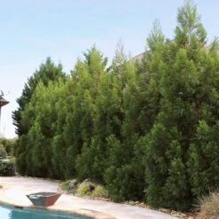 Cryptomeria Radicans Tree -Brighter Blooms Sales Cryptomeria Radicans 11 BBB