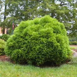 Cryptomeria 'Globosa Nana' -Brighter Blooms Sales Cryptomeria Radicans 3