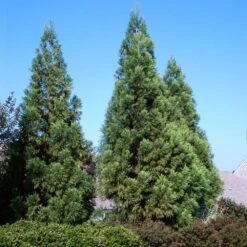 Cryptomeria Radicans Tree -Brighter Blooms Sales Cryptomeria Radicans 3 BB