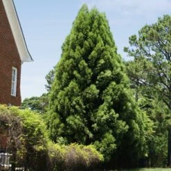Cryptomeria Radicans Tree -Brighter Blooms Sales Cryptomeria Radicans 5