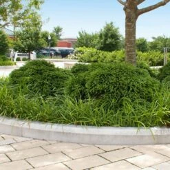 Cryptomeria 'Globosa Nana' -Brighter Blooms Sales Cryptomeria Radicans 5 e6071c63 ad38 4b06 9556 53d562a0470a