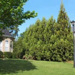 Cryptomeria Radicans Tree -Brighter Blooms Sales Cryptomeria Radicans 7 BB