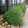 Cryptomeria 'Globosa Nana' -Brighter Blooms Sales Cryptomeria Radicans BB 600x600 282e9bc7 9ef4 48b0 9092 d283a58d81e4