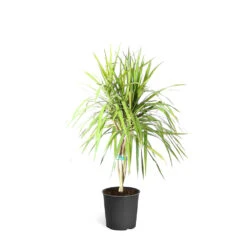 Braided Madagascar Dragon Tree -Brighter Blooms Sales DRA MAD 12 3