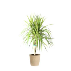 Braided Madagascar Dragon Tree -Brighter Blooms Sales DRA MAD 12 3 beigedelilah