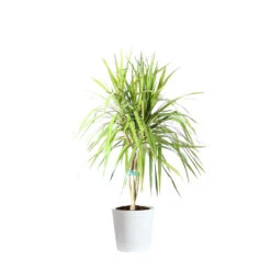 Braided Madagascar Dragon Tree -Brighter Blooms Sales DRA MAD 12 3 whitedelilah