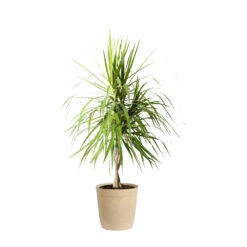 Braided Madagascar Dragon Tree -Brighter Blooms Sales DRA MAD 23 3 beigedelilah