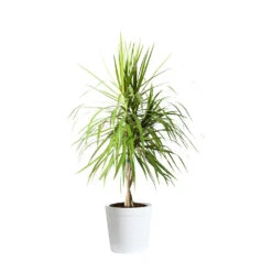 Braided Madagascar Dragon Tree -Brighter Blooms Sales DRA MAD 23 3 whitedelilah