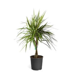 Braided Madagascar Dragon Tree -Brighter Blooms Sales DRA MAD3