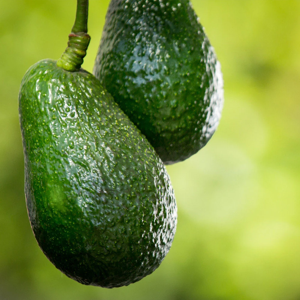 Condo™ Avocado Tree 5 Condo™ Avocado Tree - Image 3