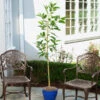 Condo™ Avocado Tree 1 Condo™ Avocado Tree -Brighter Blooms Sales Day Condo Avocado BB 600x600 5e5043fc 7fce 4b75 8e75 810bb46c61e3