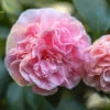 Debutante Camellia Shrub 2 Debutante Camellia Shrub -Brighter Blooms Sales Debutante Camellia BB 600x600 ce989ac6 4a87 4b3e ada5 afc584274c85