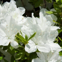 Delaware Valley White Azalea Shrub -Brighter Blooms Sales Delaware Valley Azalea 1