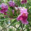 Bubba Jones Desert Willow 1 Bubba Jones Desert Willow -Brighter Blooms Sales Desert WIllow Bubba Jones 600x600 9de1b822 2424 4f97 a985 f3b40afded90