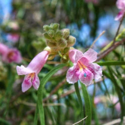 Bubba Desert Willow -Brighter Blooms Sales Desert Willow Bubba 2