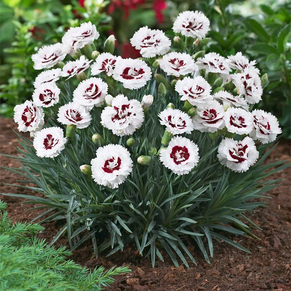 Scent First® Coconut Surprise Dianthus 5 Scent First® Coconut Surprise Dianthus - Image 3