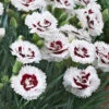 Scent First® Coconut Surprise Dianthus -Brighter Blooms Sales Dianthus Coconut Sundae BB 600x600 0ea39be3 81dc 478f a531 c314d8632d02