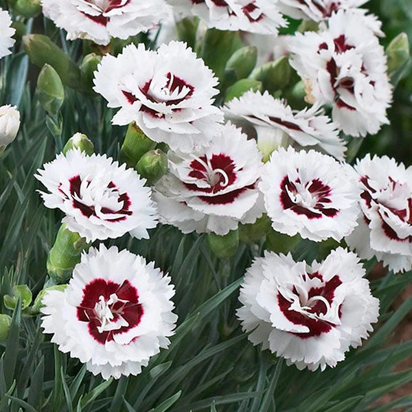 Scent First® Coconut Surprise Dianthus 3 Scent First® Coconut Surprise Dianthus