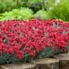 Fruit Punch® ‘Maraschino’ Dianthus -Brighter Blooms Sales Dianthus Fruit Punch BB 600x600 fc874a25 35c5 443d a10c ca9d74c219d0
