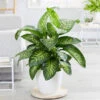 Tropic Snow Plant 1 Tropic Snow Plant -Brighter Blooms Sales Dieffenbachia Tropic SnowBB 600x600 63d7badf f740 4c25 bec8 a7f10634e161