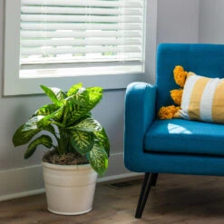 Tropic Snow Plant 12 Tropic Snow Plant -Brighter Blooms Sales Dieffenbachia Tropic Snow 3