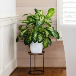 Tropic Snow Plant 11 Tropic Snow Plant -Brighter Blooms Sales Dieffenbachia Tropic Snow 4 BB