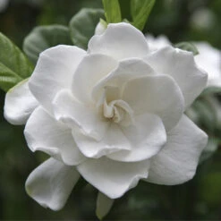 Double Blooming Gardenia Tree -Brighter Blooms Sales Double Blooming Gardenia 3 BB