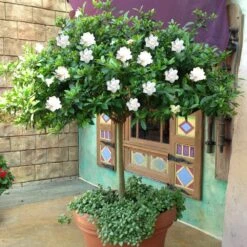 Double Blooming Gardenia Tree -Brighter Blooms Sales Double Blooming Gardenia Tree 2 BB
