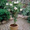 Double Blooming Gardenia Tree -Brighter Blooms Sales Double Blooming Gardenia Tree BB 600x600 10c74c37 6b6b 42eb 8b5d cde80bdacaff