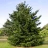 Douglas Fir Tree 1 Douglas Fir Tree -Brighter Blooms Sales Douglas Fir BB 600x600 d0461534 55c2 4ec8 953f 373ad9df2754