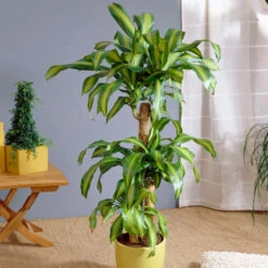 Brighter Blooms Sales -Brighter Blooms Sales Dracaena Corn Plant BB
