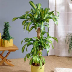 Brighter Blooms Sales 12 Dracaena Corn Plant