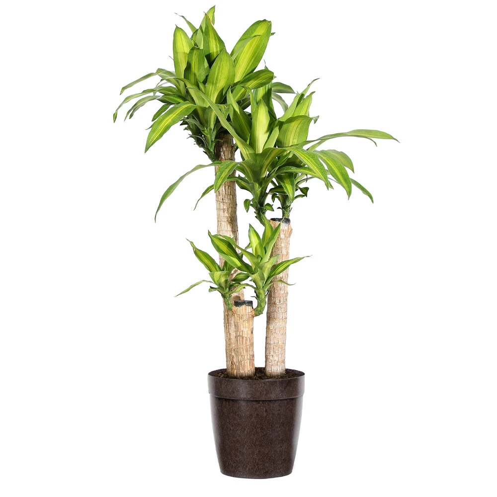 Dracaena Corn Plant 8 Dracaena Corn Plant - Image 6