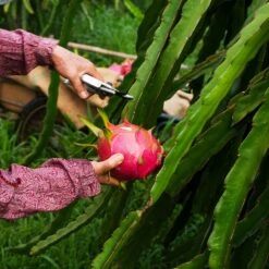 Dragon Fruit Cactus -Brighter Blooms Sales Dragon Fruit Cactus 3